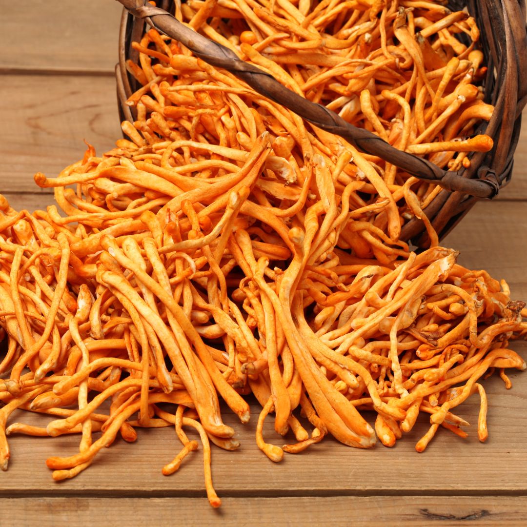 Meet Cordyceps